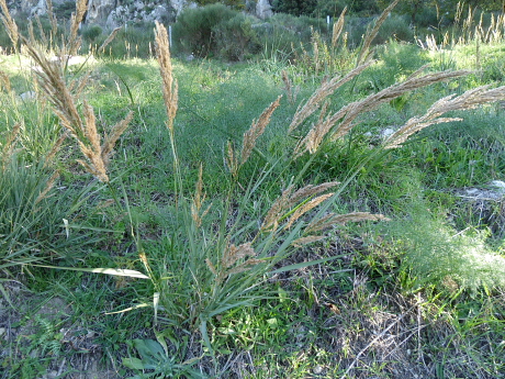 Arundo plinii