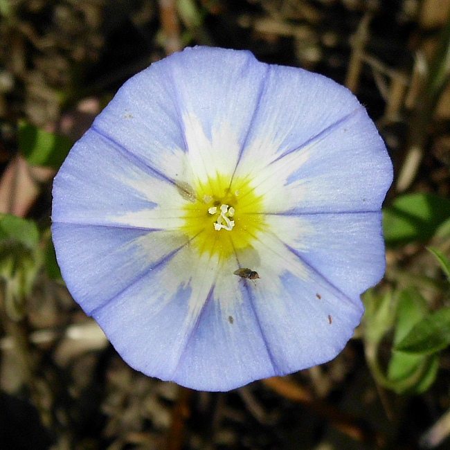 Convolvulus tricolor / Vilucchio tricolore