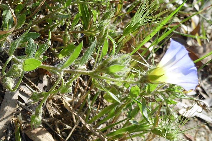 Convolvulus tricolor / Vilucchio tricolore