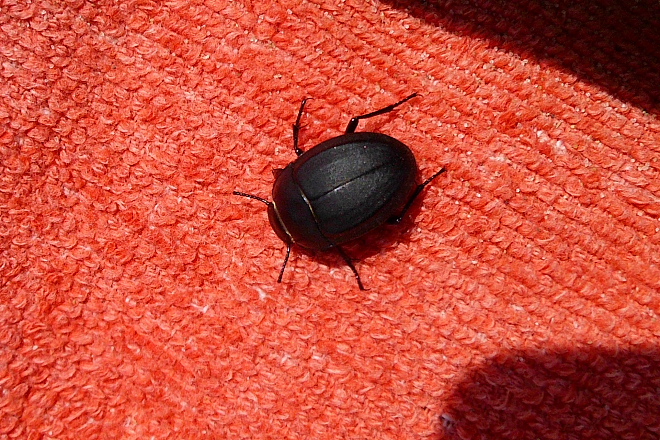 Erodius sp.