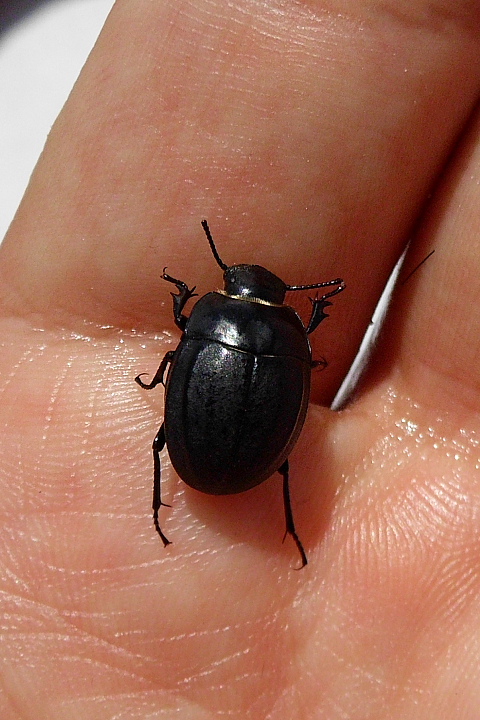 Erodius sp.