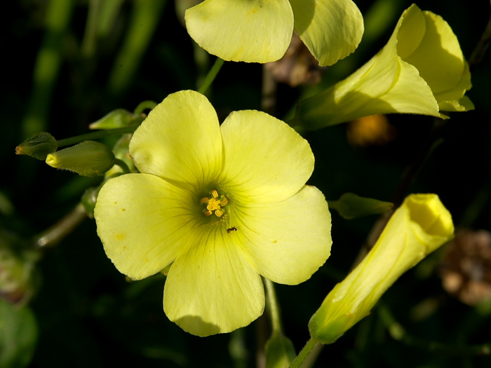 Oxalis pes-caprae