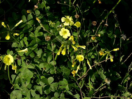 Oxalis pes-caprae