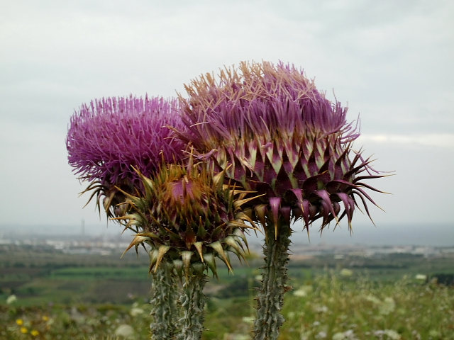 Onopordum illyricum