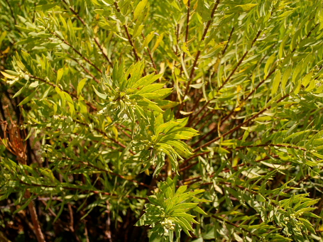 Daphne gnidium