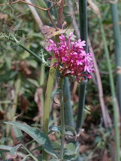 Centranthus ruber