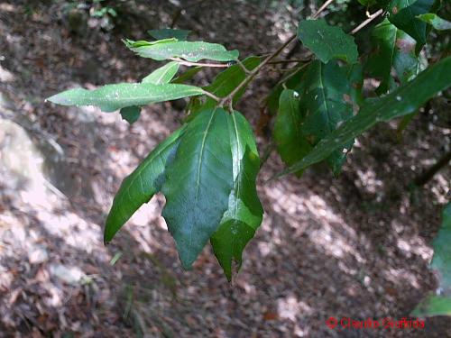 Quercus ilex