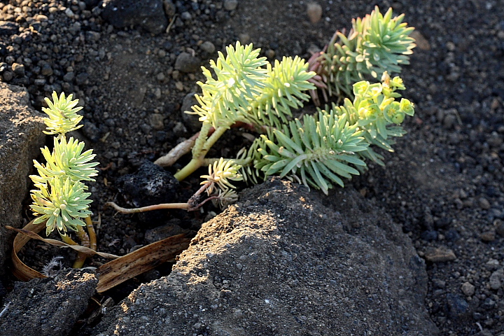 Euphorbia segetalis