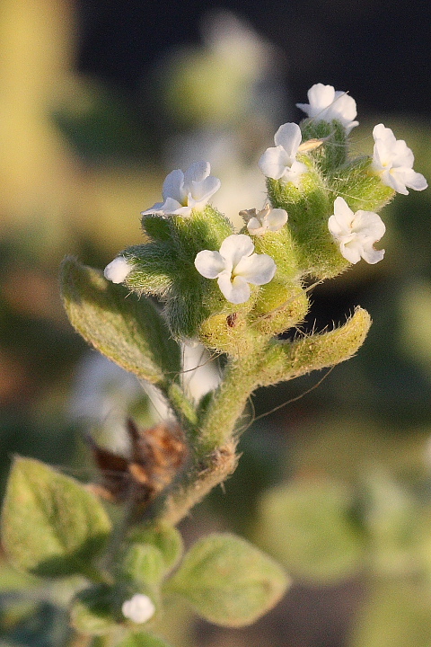da determinare: Heliotropium europaeum