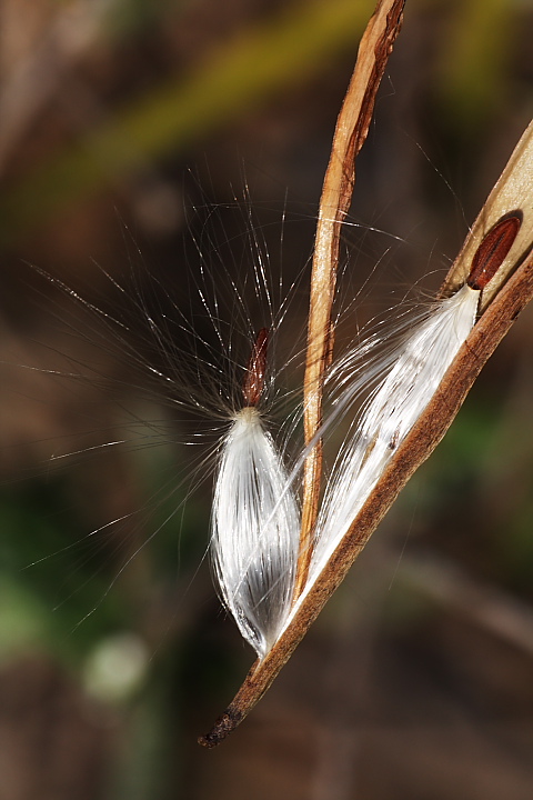 Periploca angustifolia
