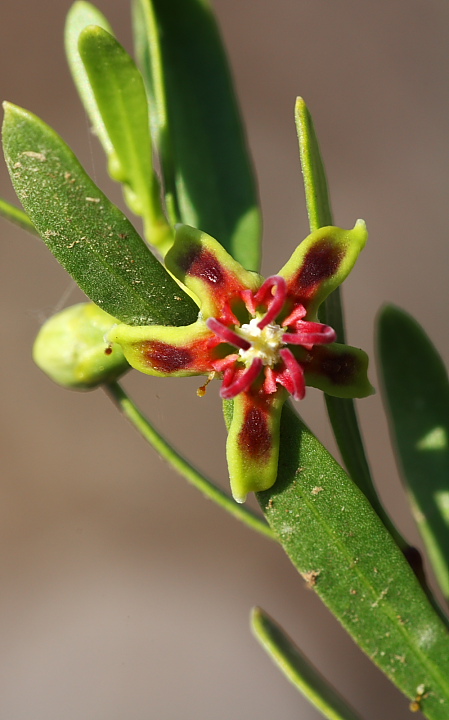 Periploca angustifolia