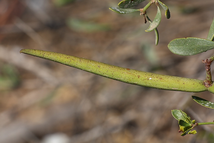 Periploca angustifolia