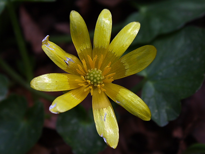 Ranunculus ficaria L.