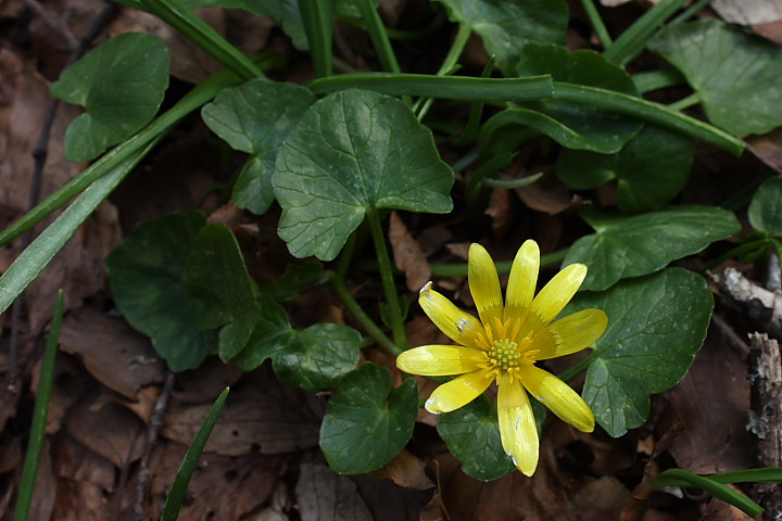 Ranunculus ficaria L.