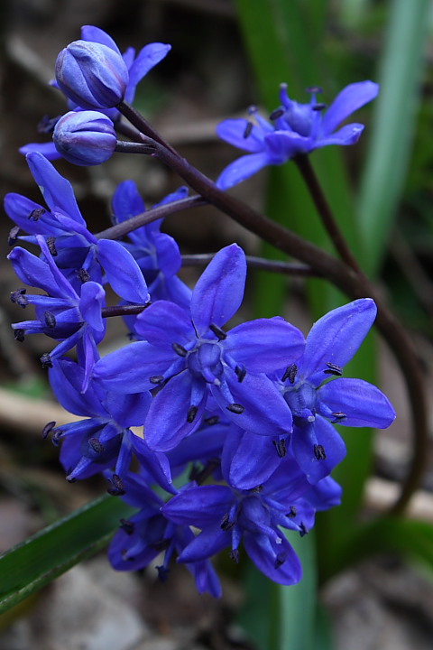 Da determinare - Scilla bifolia L.
