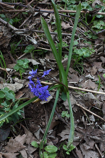 Da determinare - Scilla bifolia L.