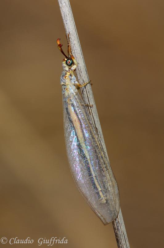 Myrmeleon hyalinus distinguendus