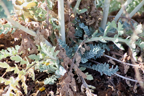 Glaucium flavum
