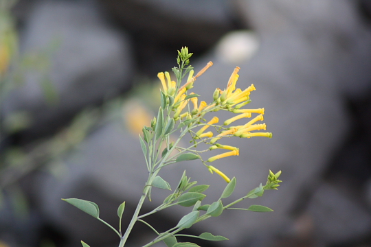 Nicotiana glauca