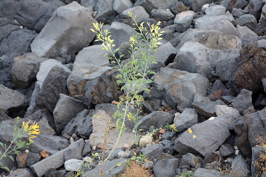Nicotiana glauca