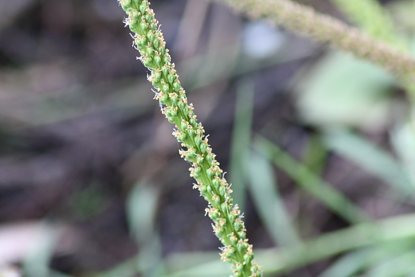 Plantago major