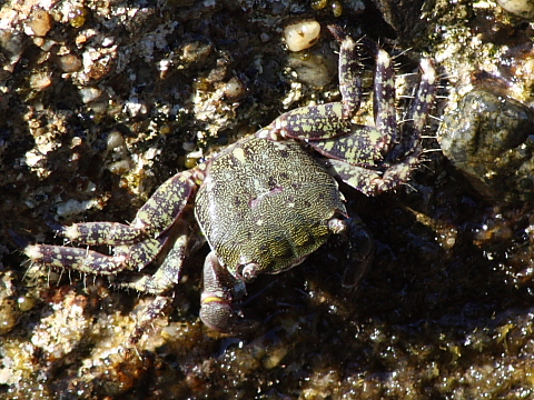 Pachygrapsus marmoratus