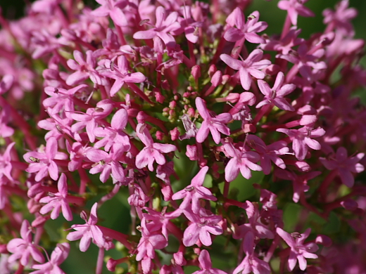 Centranthus ruber