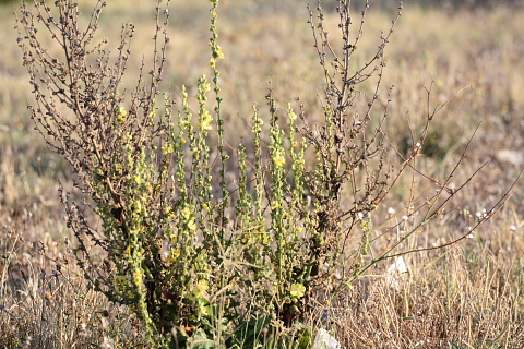 Verbascum sinuatum