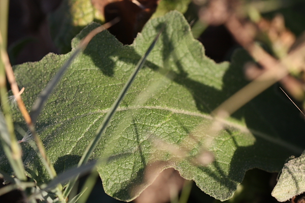 Verbascum sinuatum