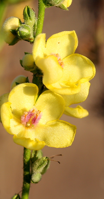 Verbascum sinuatum
