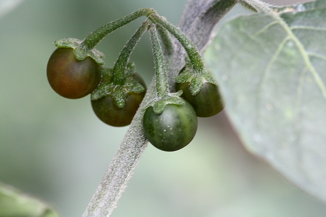 Solanum villosum