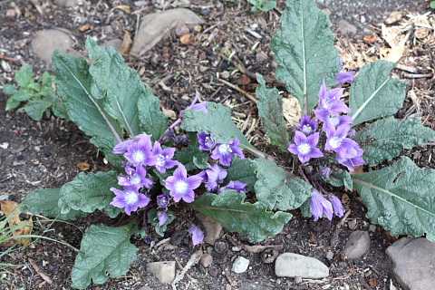 Mandragora autumnalis