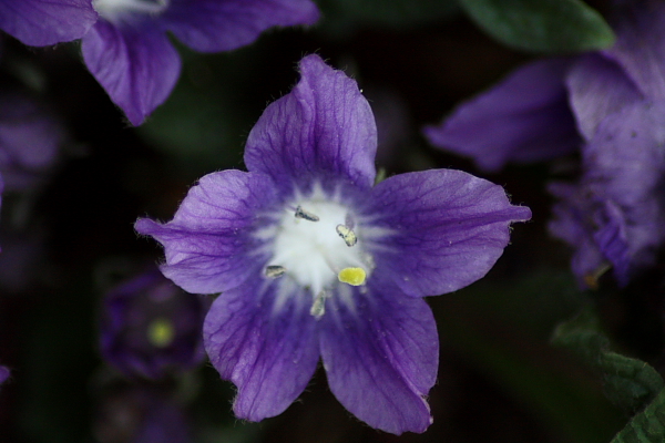 Mandragora autumnalis