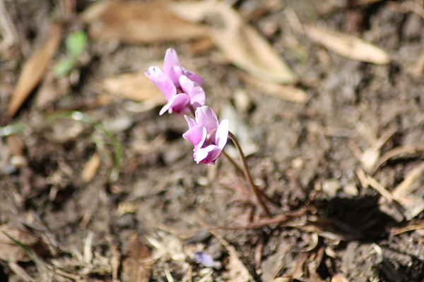 Cyclamen hederifolium
