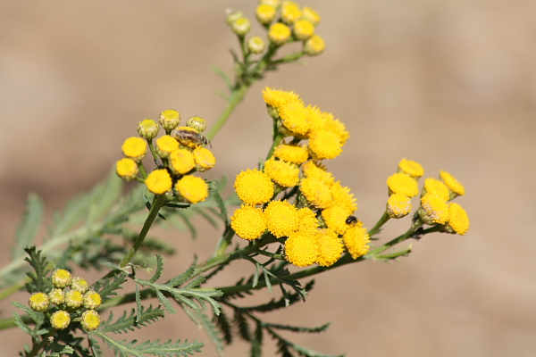 Tanacetum vulgare subsp. siculum / Erba-amara siciliana