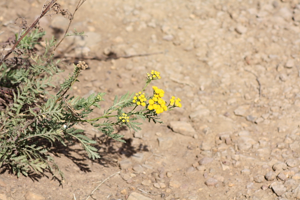 Tanacetum vulgare subsp. siculum / Erba-amara siciliana