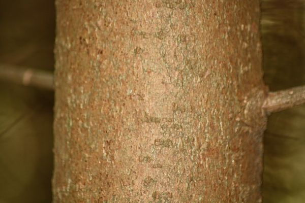 cfr. Taxus baccata