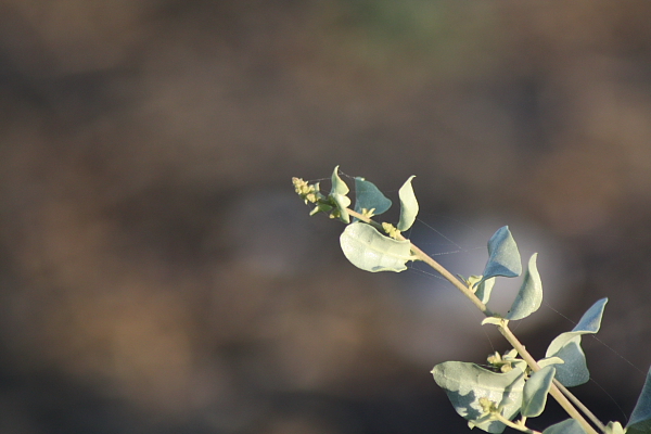 Atriplex sp.