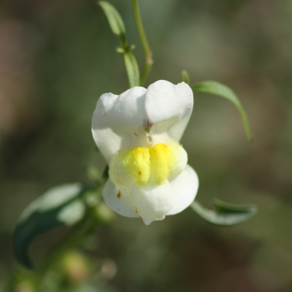 Antirrhinum siculum