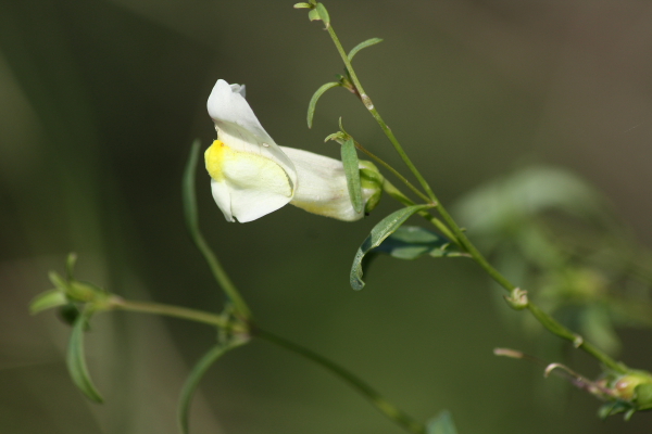 Antirrhinum siculum
