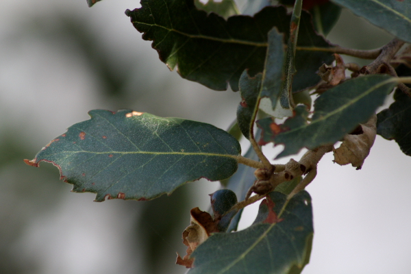 Quercus ilex