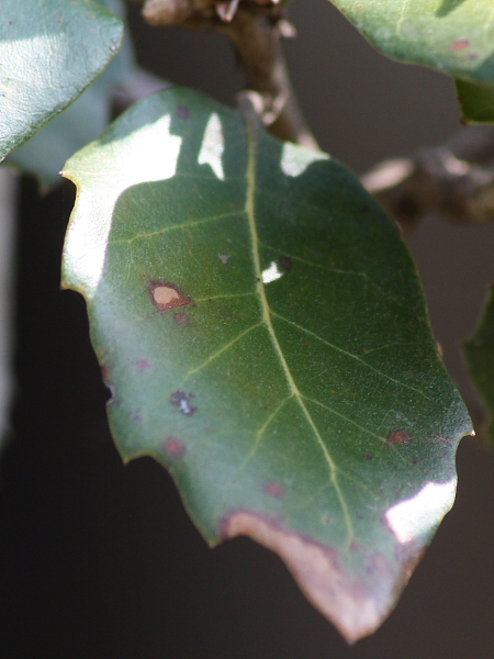 Quercus ilex