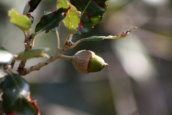 Quercus ilex