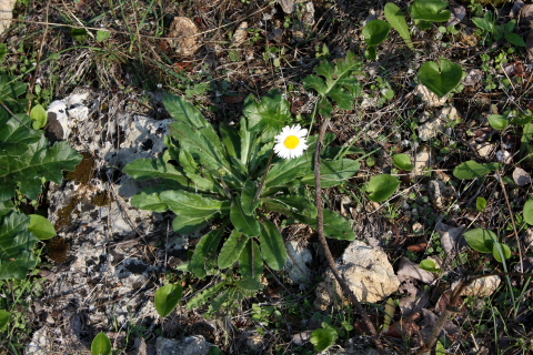 Bellis perennis o B. sylvestris?