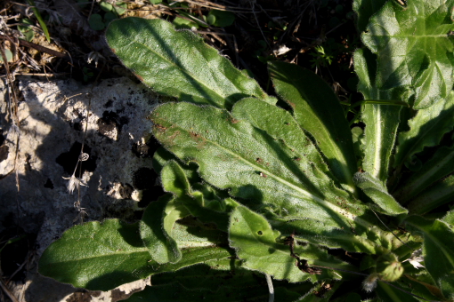 Bellis perennis o B. sylvestris?