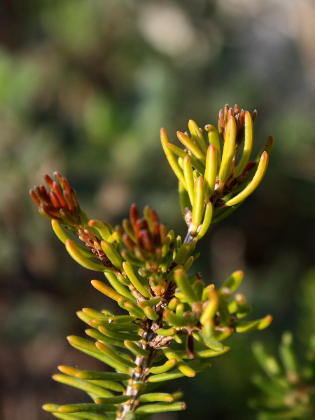 Erica sp.