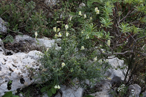 Antirrhinum siculum