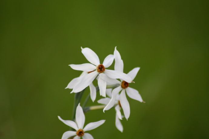 Narcissus serotinus