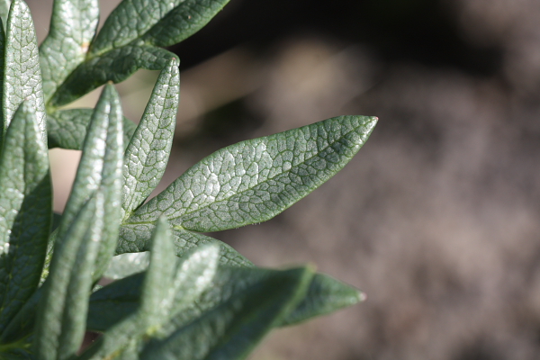 Thapsia garganica