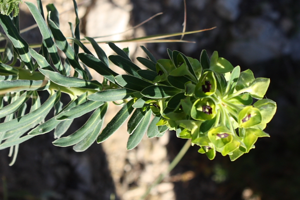 Euphorbia characias